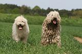 KOMONDOR 041